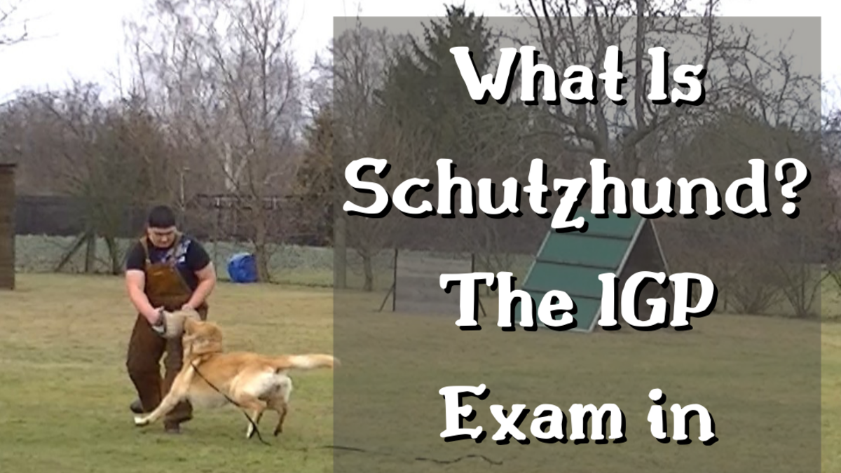 Schutzhund Dog Training: Mastering Canine Obedience Skills