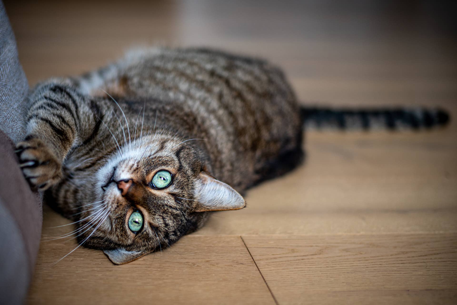 Will a Groomer Take My Cat If She Has Fleas? Essential Facts