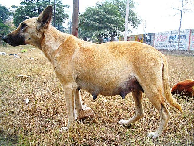 What are the Benefits of Castrating a Dog: Health & Behavior Boosts