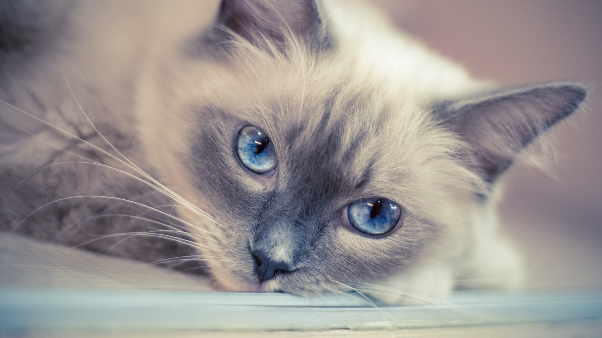 Ragdoll Cat Health Problems: Essential Care Tips