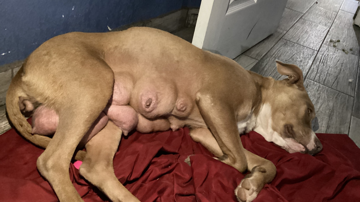 How to Encourage a Mother Dog to Feed Her Puppies: Proven Tips