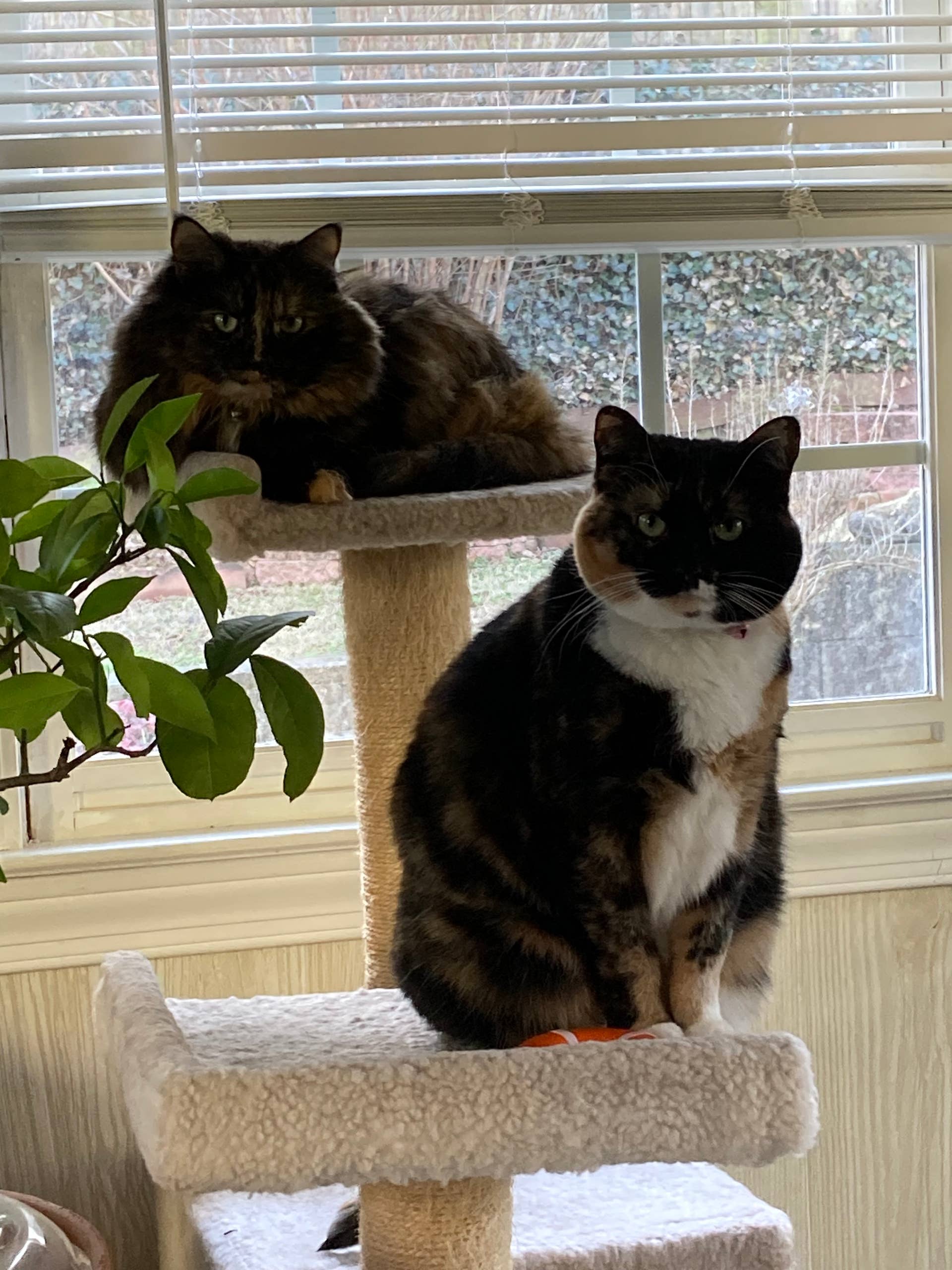 Do Cat Pheromone Collars Work: Proven Tips to Calm Your Cat