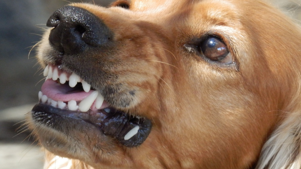 Dog Behavior After Neuter: What to Expect and How to Help