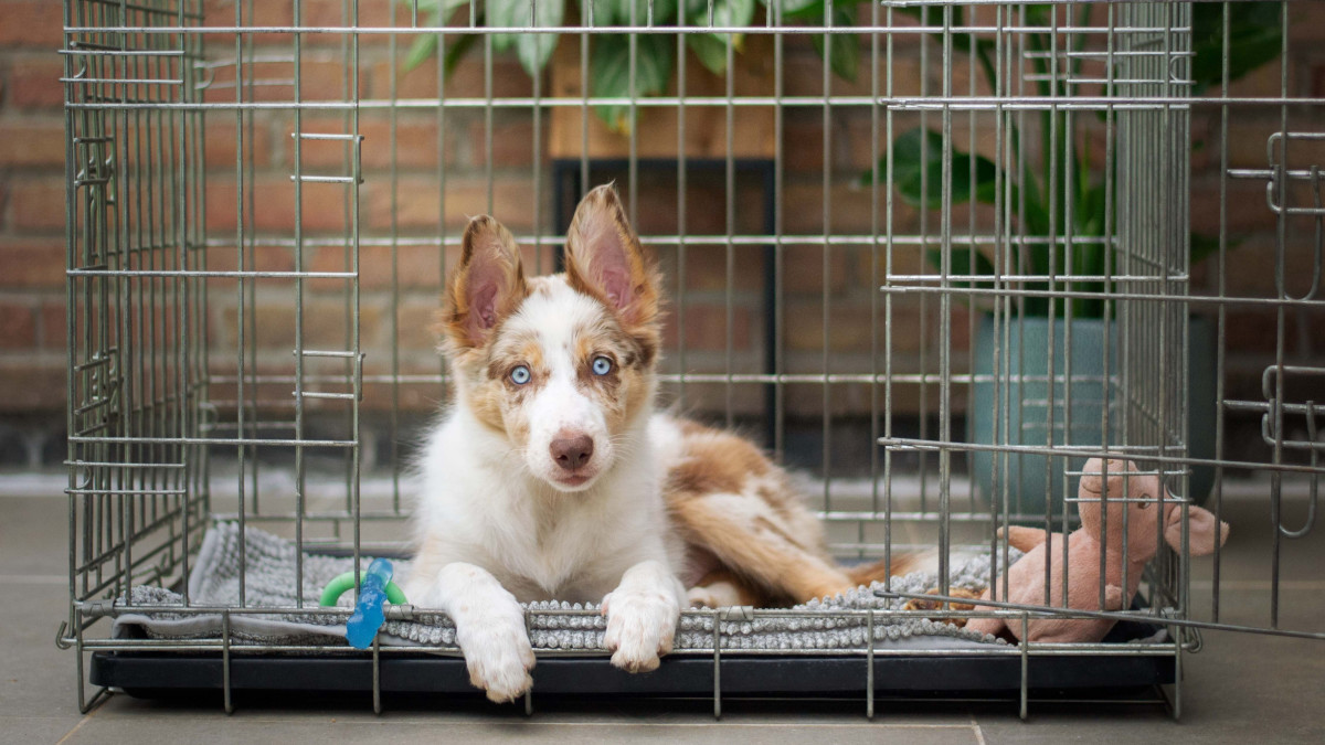 Why is My Dog Pooping in His Kennel: Top Causes & Solutions