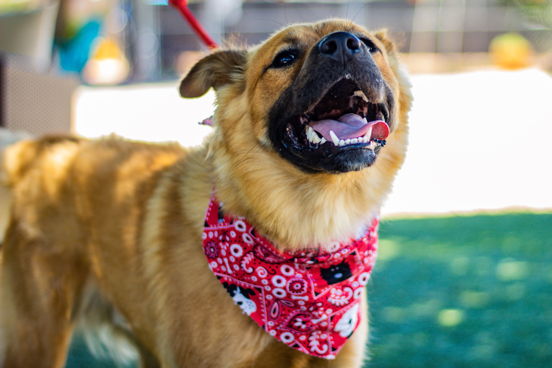 How Do I Adopt a Dog: A Step-by-Step Guide