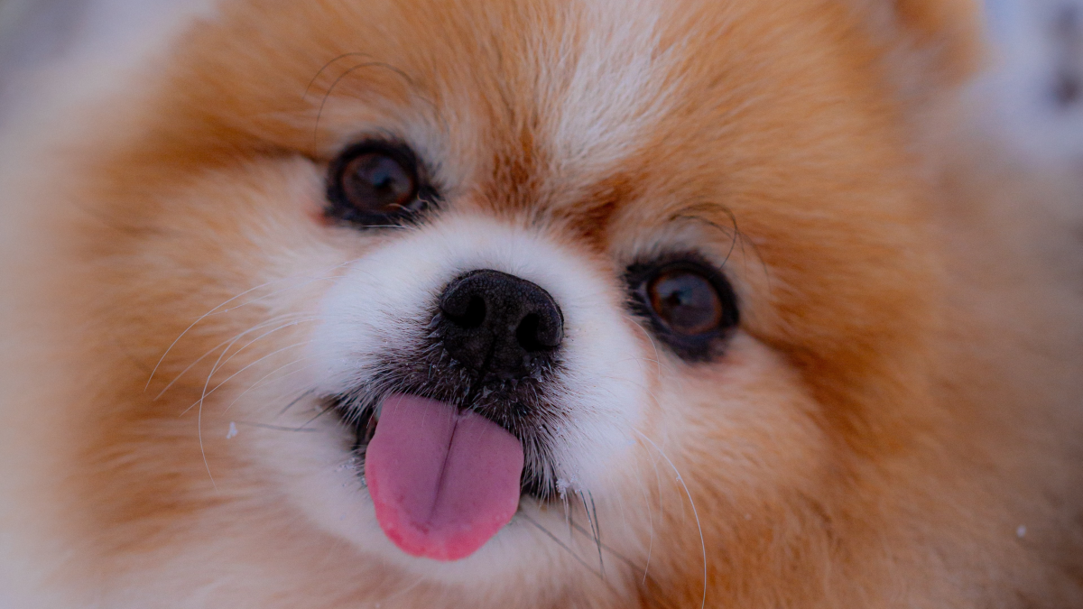 What are the Smallest Dog Breeds: Discover Tiny Companions