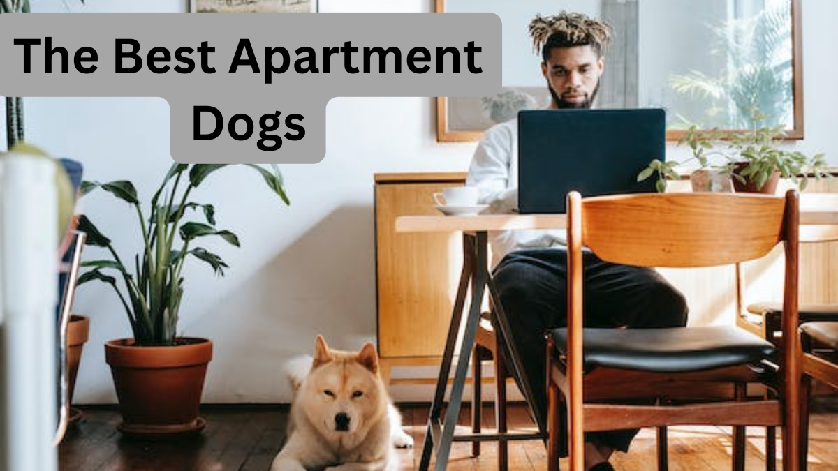 Which Hypoallergenic Dogs Can Be Left Alone: Top Low-Maintenance Breeds