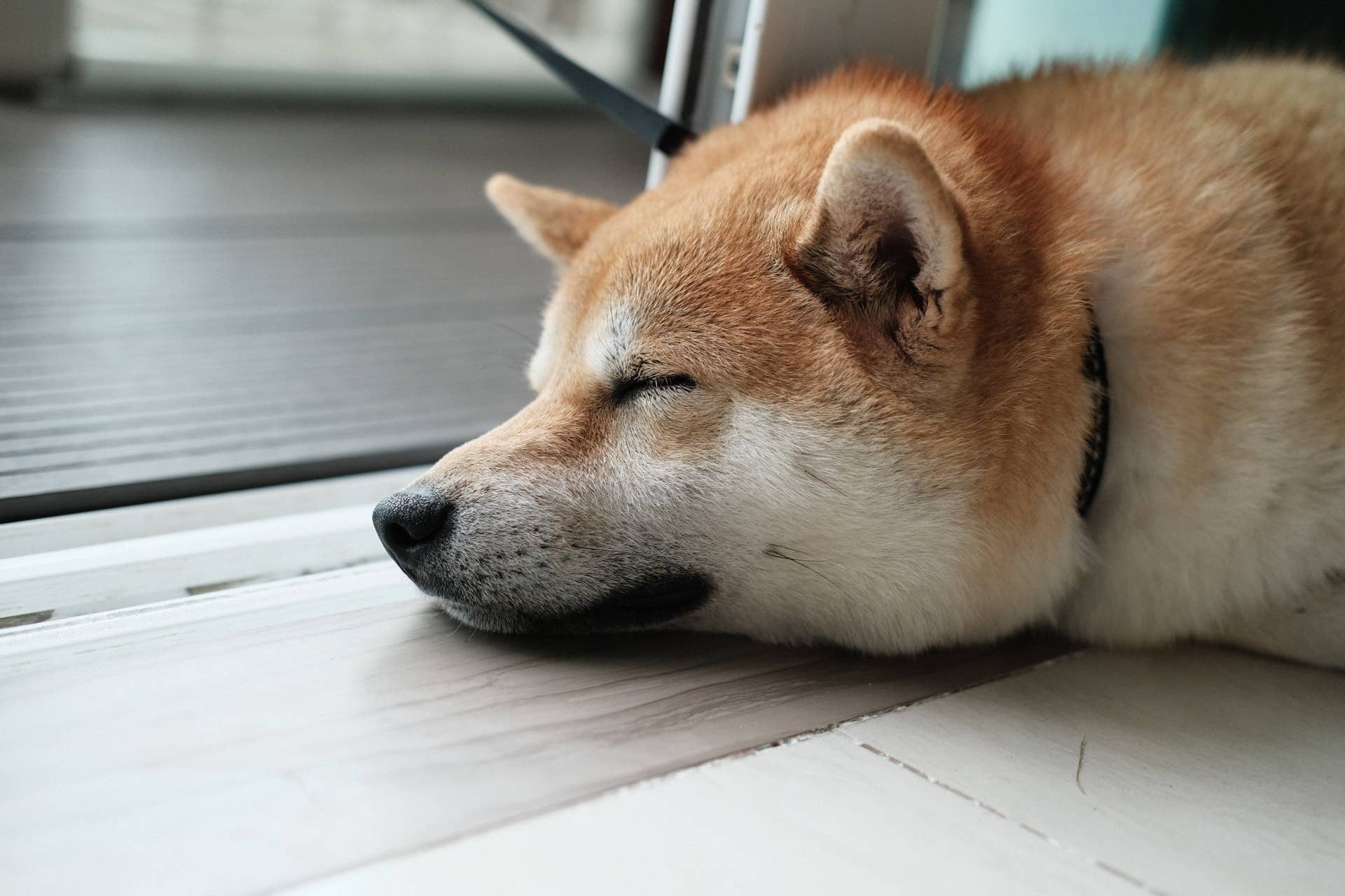 Best Dog Breeds for Inside: Top Picks for Cozy Living
