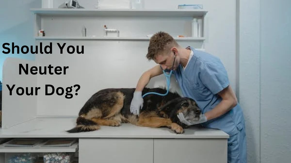 How Do Vets Neuter a Dog: Step-by-Step Guide Revealed