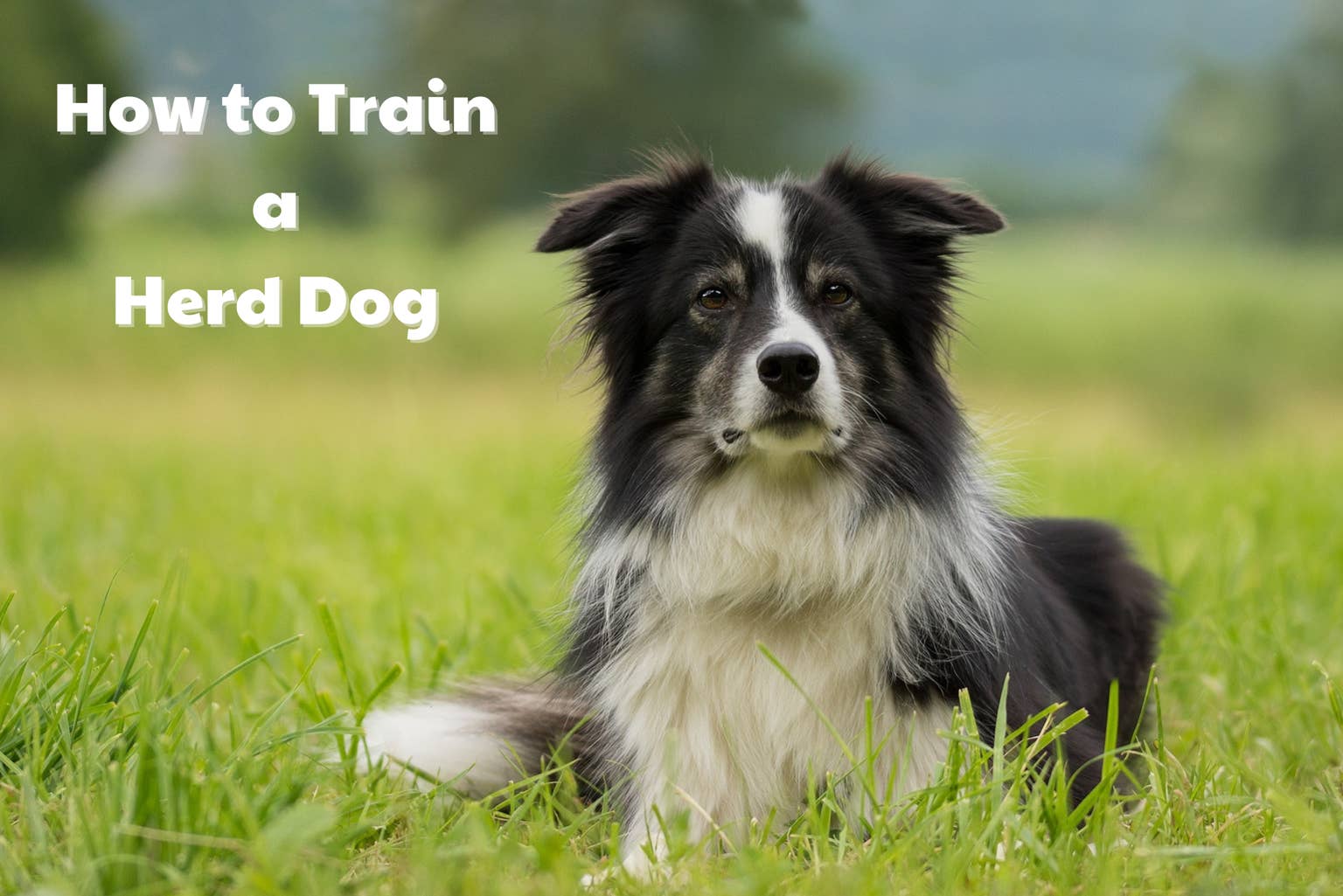 How to Train Herding Dogs Not to Nip: Effective Tips That Work