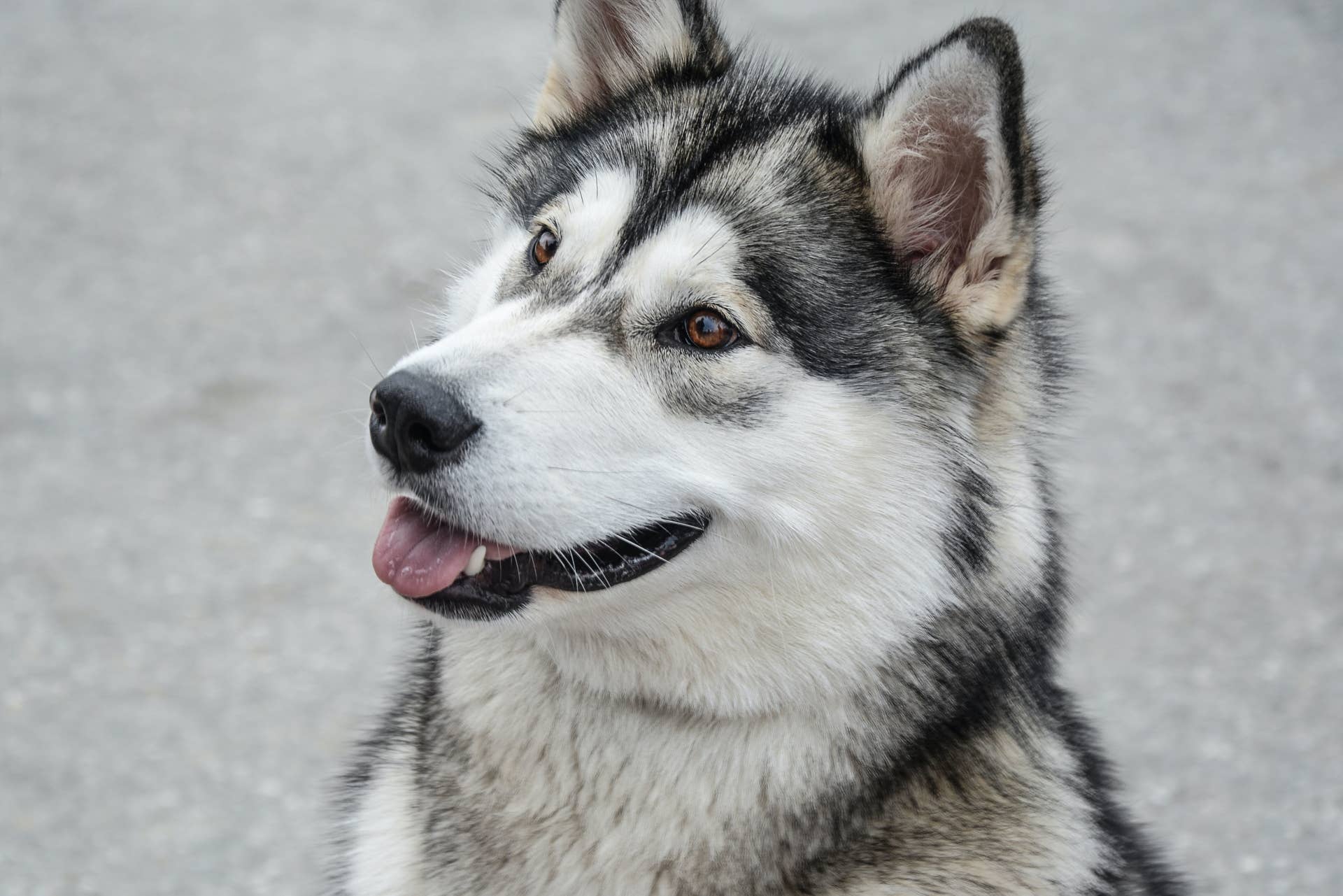 What Dog Breeds are Closest to Wolves: Unveiling the Wild