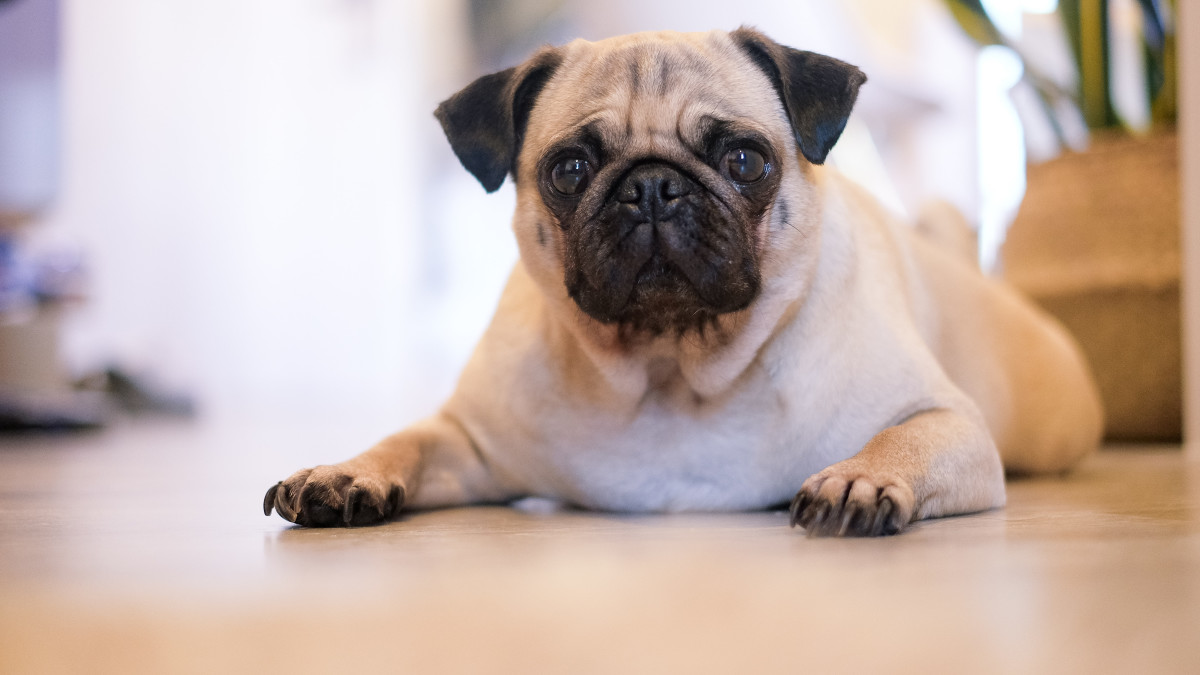 Cutest Small Dog Breeds: Adorable Companions