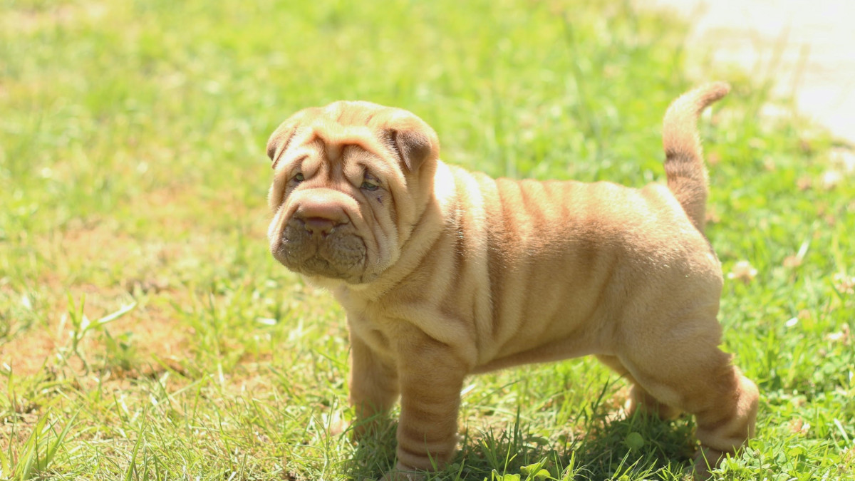 Chinese Dogs Breeds: Discover Unique Canine Companions