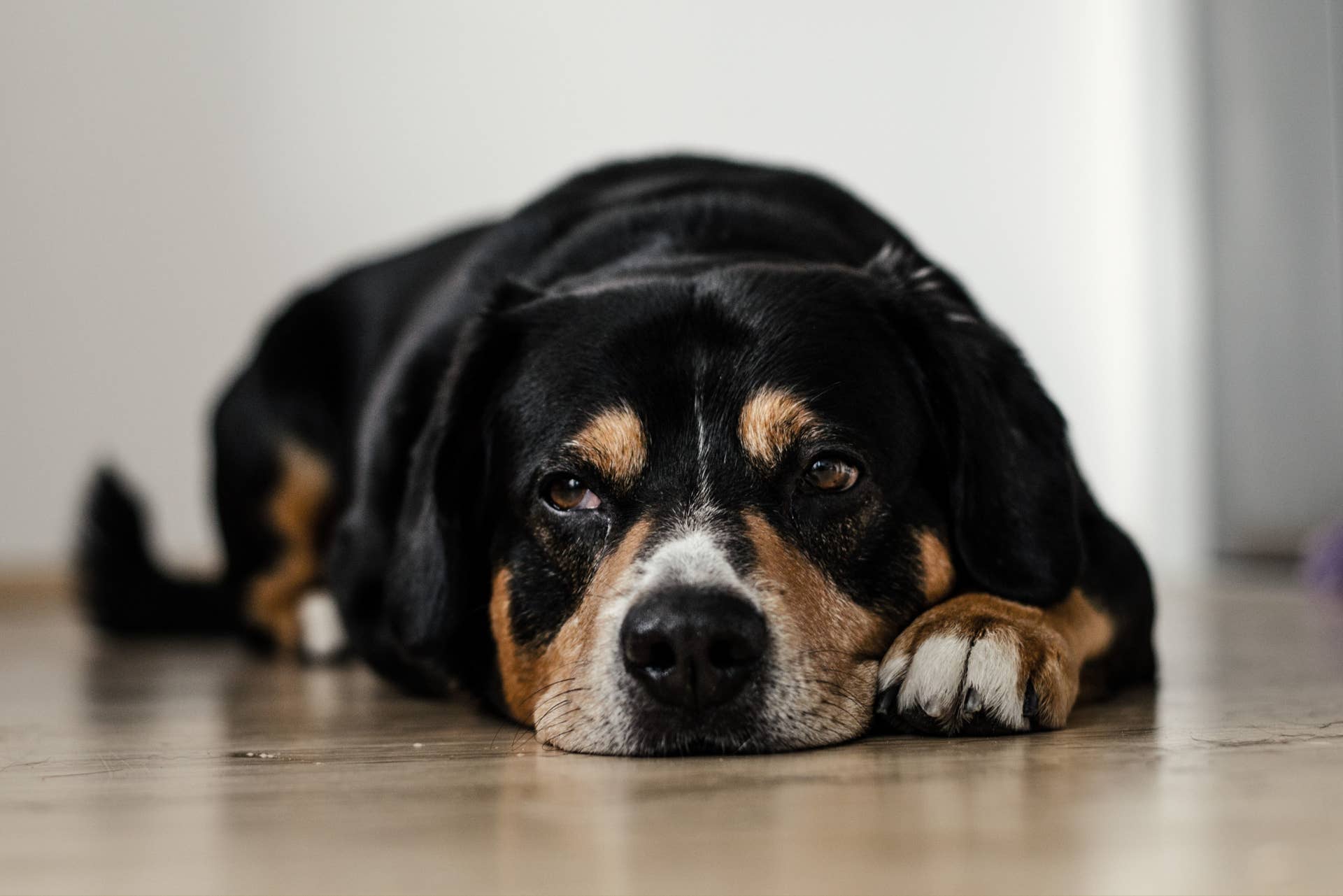 Does Dog Urine Cause Health Problems: Shocking Truth Revealed