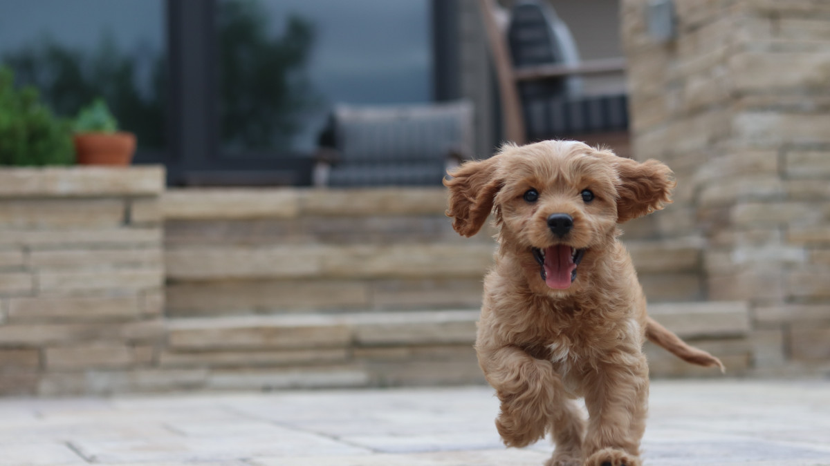 Potty Training Tips for Boy Puppies: Proven Tricks for Success
