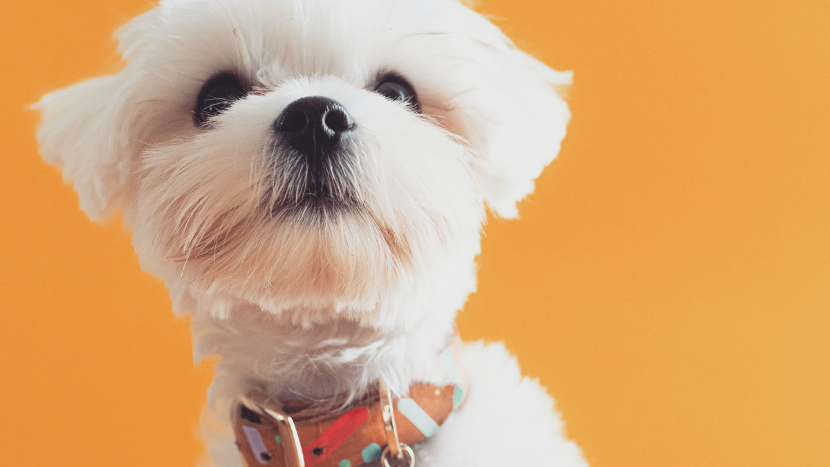 Mixed Dog Breeds: Unveiling the Best of Both Worlds