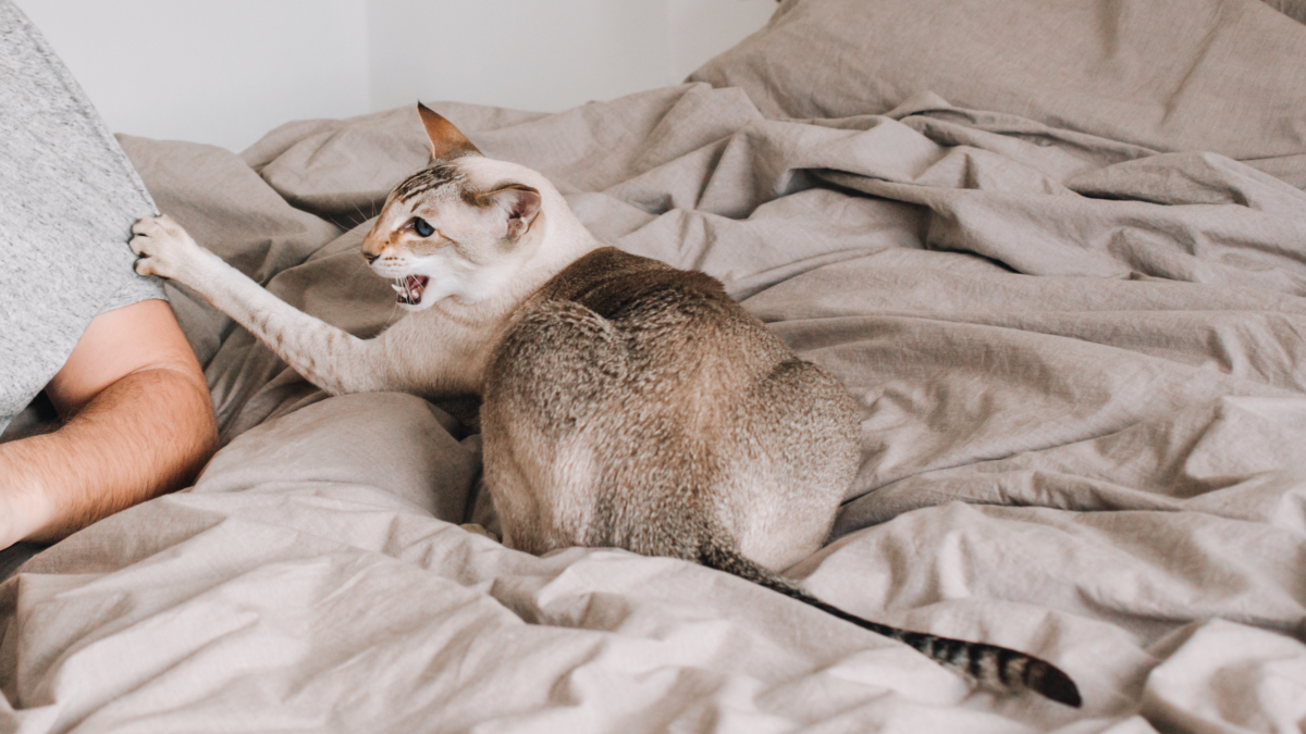 Aggressive Behaviour in Cats: Causes, Signs & Effective Solutions