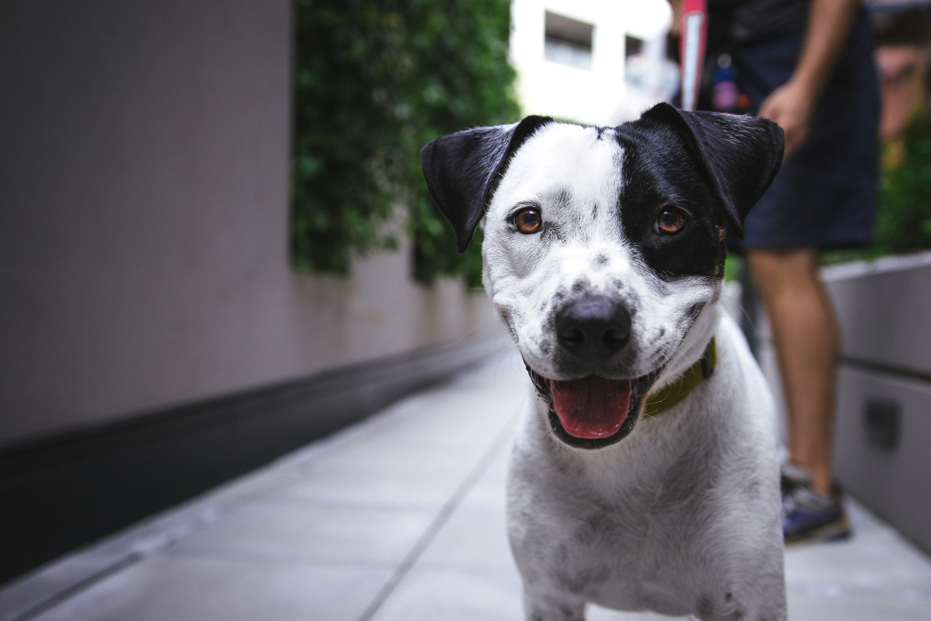 How to Train a Dog to Sense Seizures: Expert Tips
