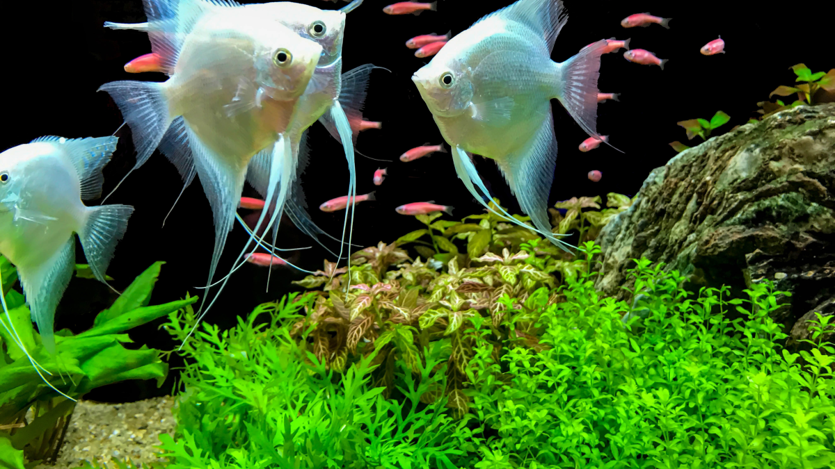 How to Properly Acclimate Fish: Expert Aquarium Tips