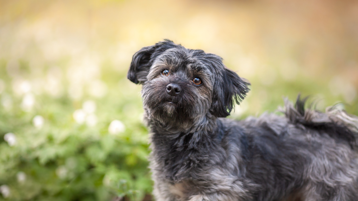 Havanese Hypoallergenic Dog Breeds: Perfect Pups for Allergy Sufferers