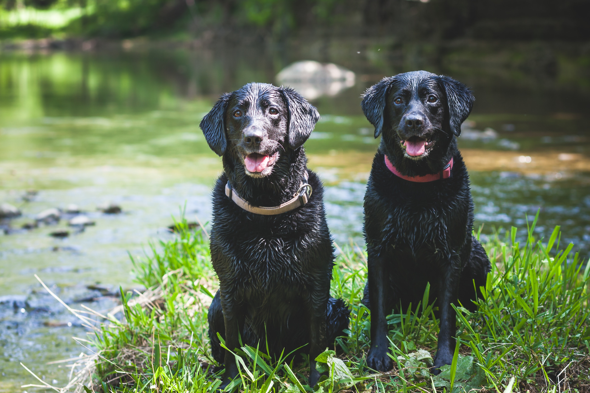 How to Train an Aggressive Dog With Other Dogs: Effective Tips