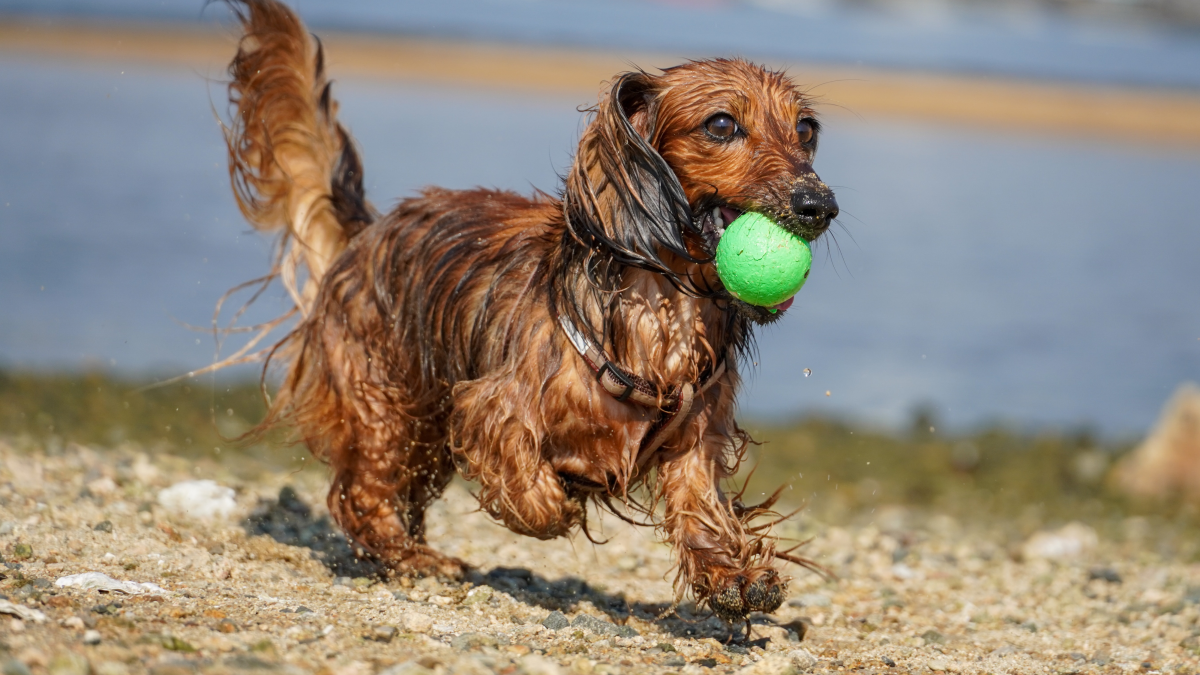 How to Teach a Dog to Fetch a Ball: Simple Steps for Success
