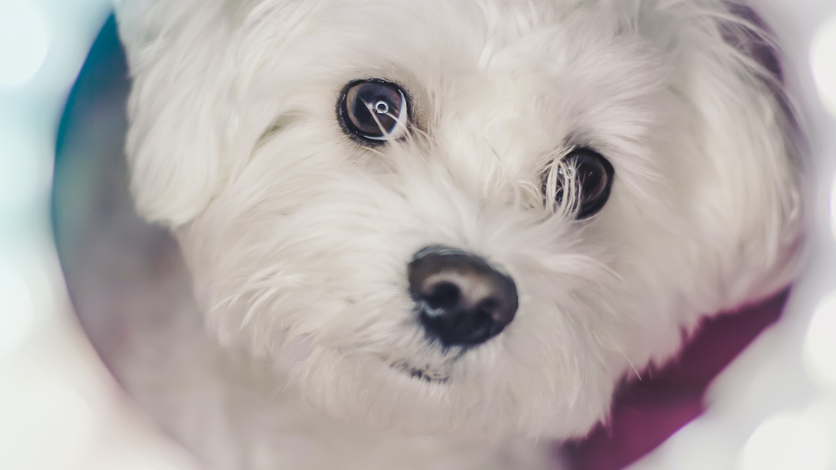 Little White Dog Breeds: Adorable Companions Unveiled