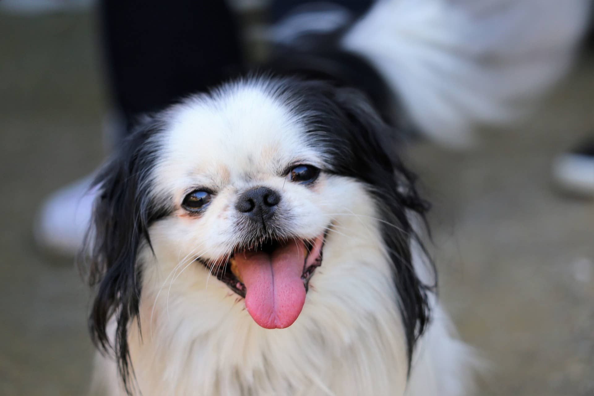 What are the Best Dog Breeds for Apartments: Top Picks