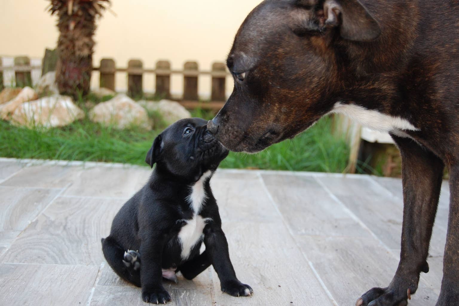 How Do I Start Breeding Dogs: A Beginner's Guide