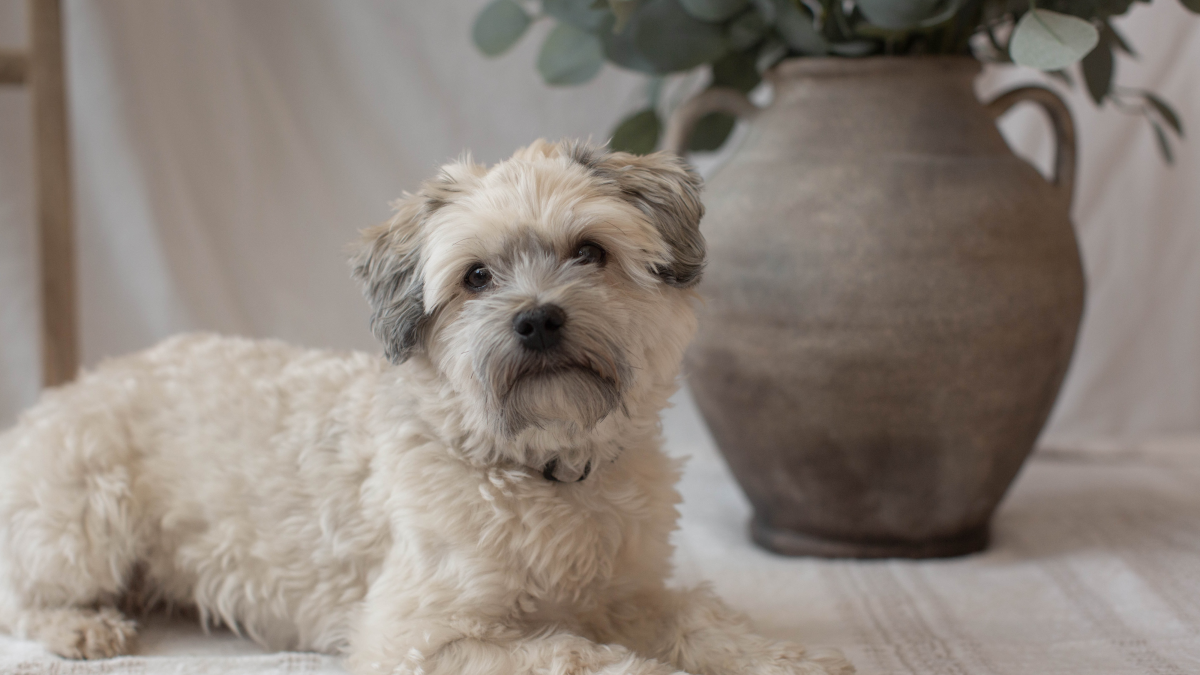 Havanese Dog Health Problems: Essential Care Tips