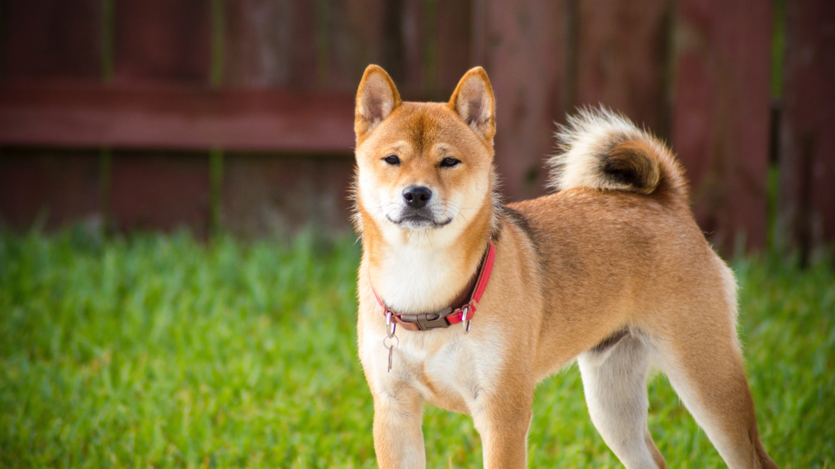 Which Dogs are Easy to Train: Top Breeds for Quick Learning