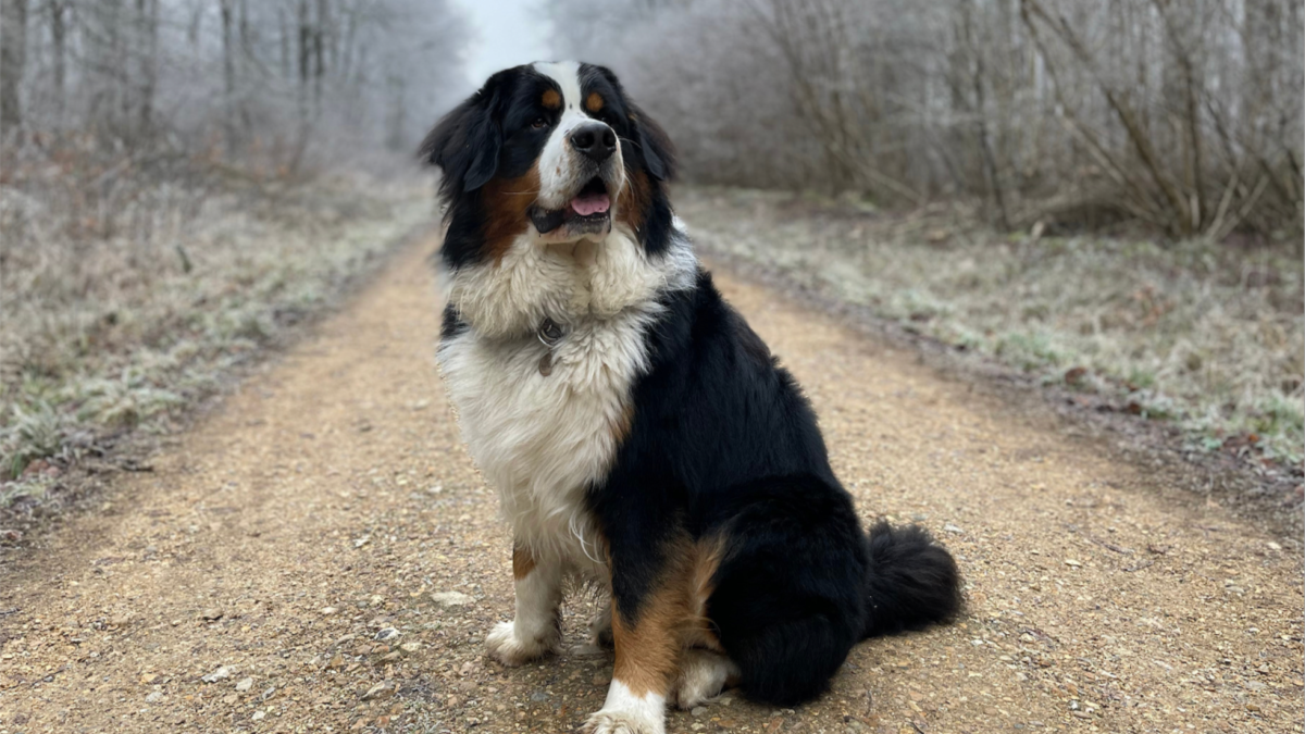 Giant Dog Breeds: Unleash the Gentle Giants