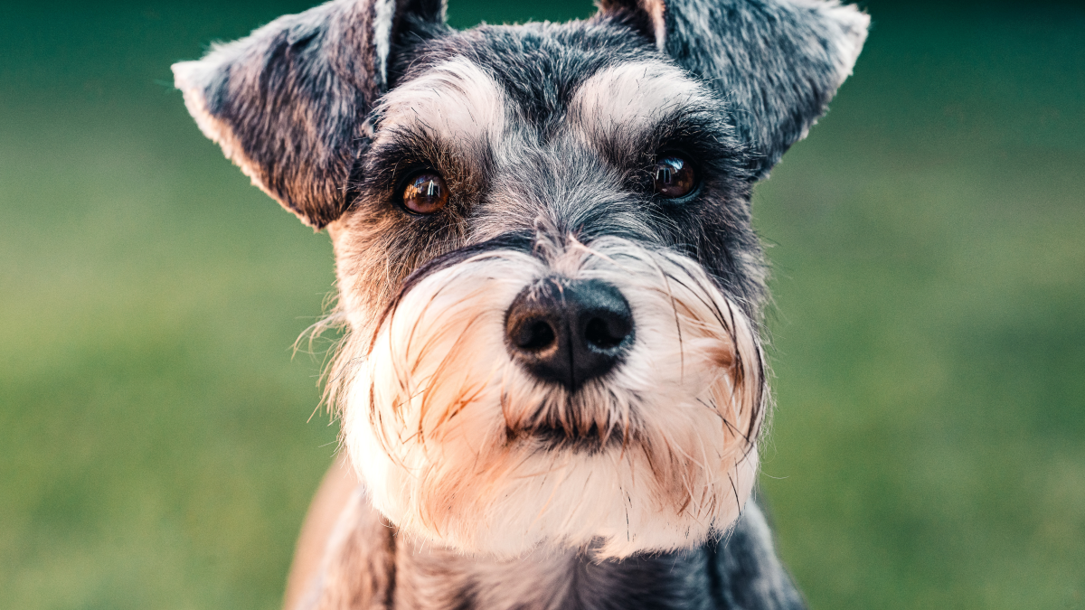 Little Dogs Breeds: Discover Adorable Companions