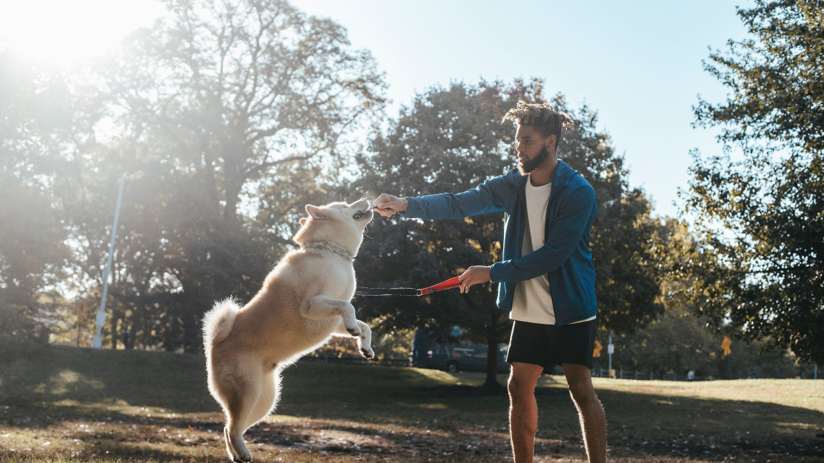 Dog Jumping on Guests: Master Basic Obedience Training
