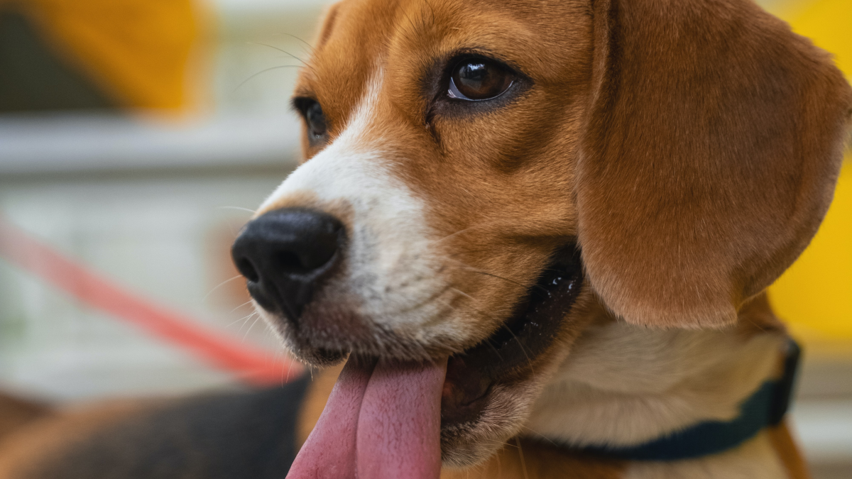 5 Reasons Why Beagles Are Perfect - PetHelpful, image size:1200x675