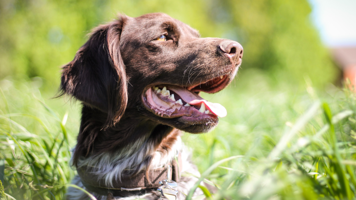 How to Get Male Dog to Stop Peeing in House: Proven Tips That Work