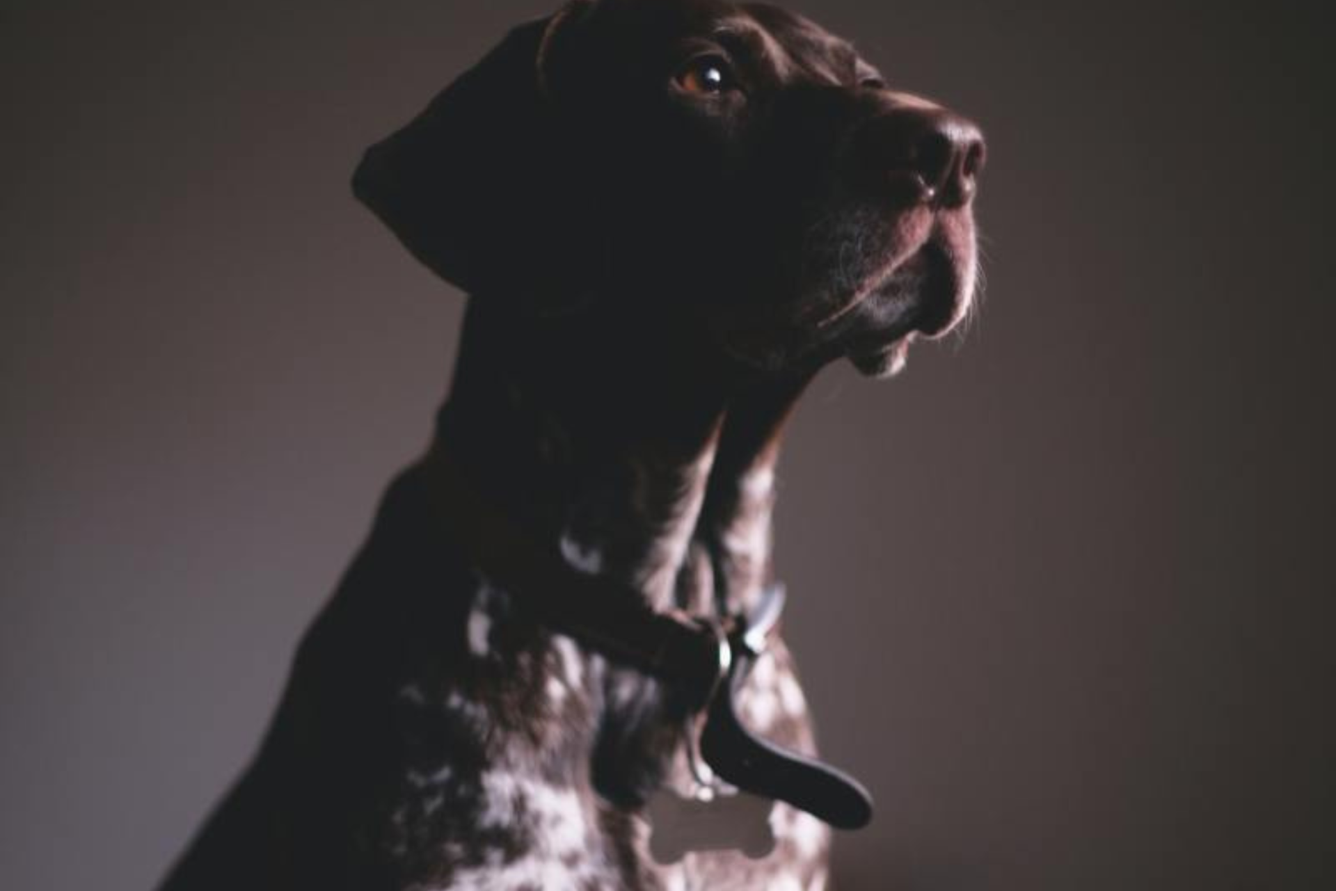 How to Train Dog to Guard: Expert Tips for Ultimate Protection