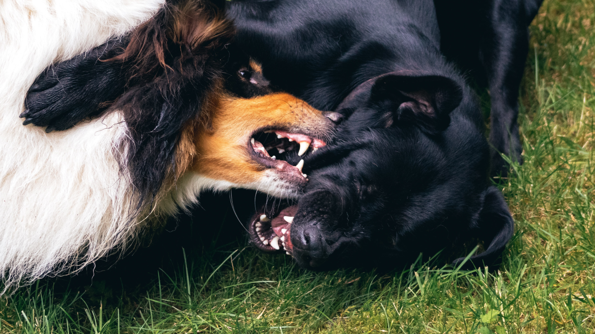 Why Do Dogs Attack Cats for No Reason: Shocking Truth Revealed