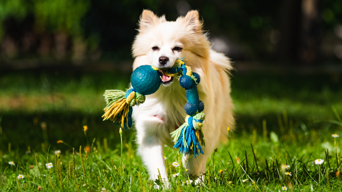 Why Does My Dog Bring a Toy to Bed: Surprising Reasons Explained