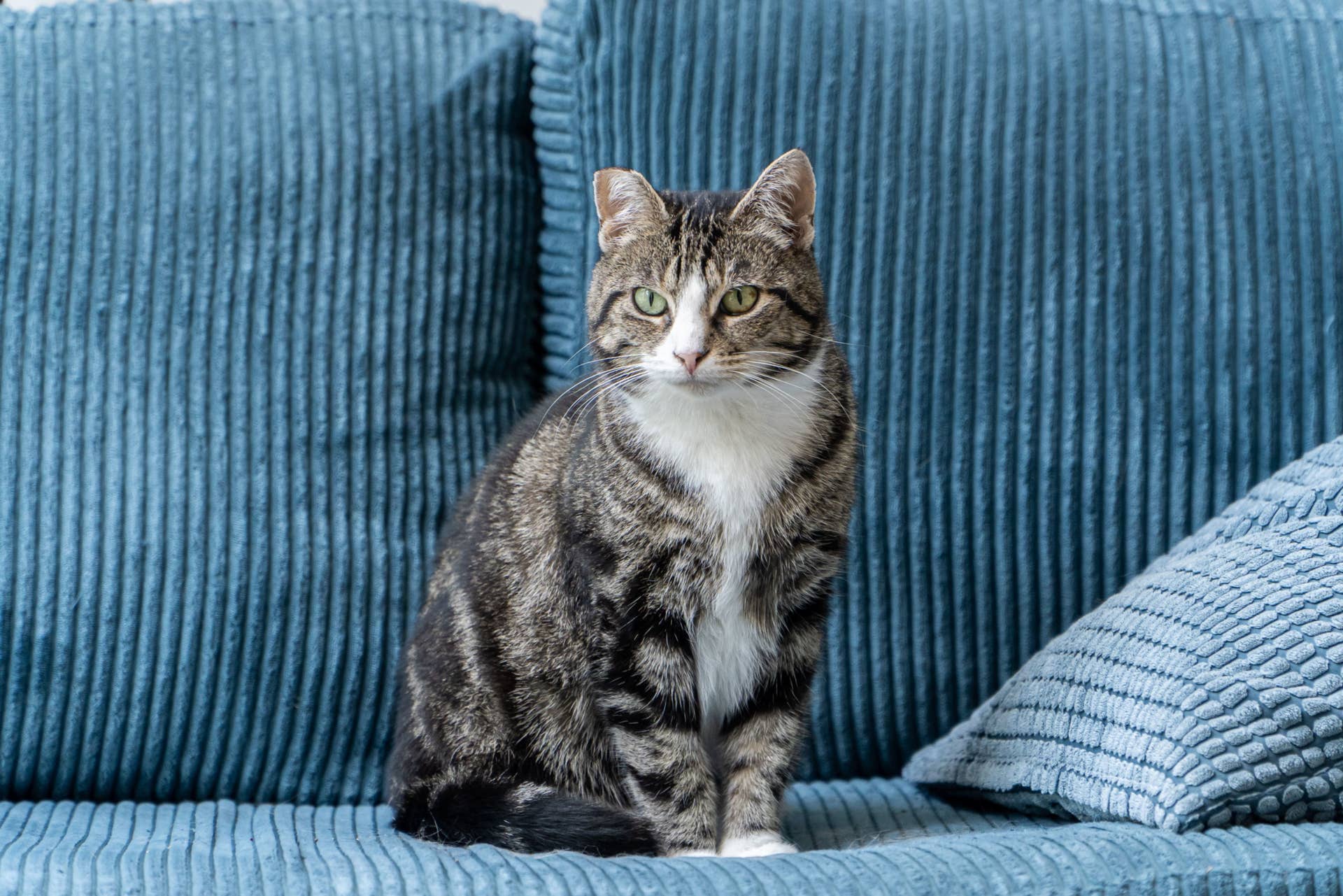 How to Correct Bad Cat Behavior: Simple Steps for Lasting Change