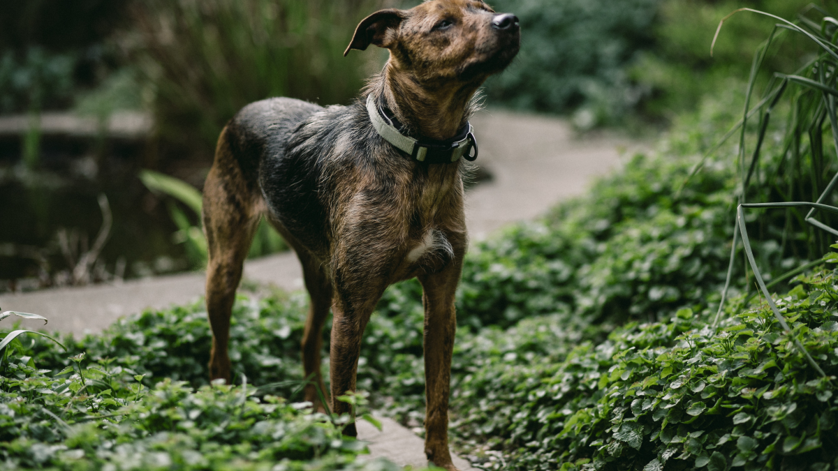 Most Rare Dog Breeds: Discover Exotic Canine Wonders