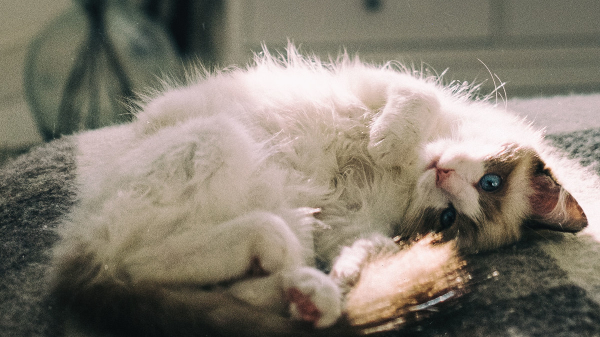 Health Problems of Ragdoll Cats: Essential Insights