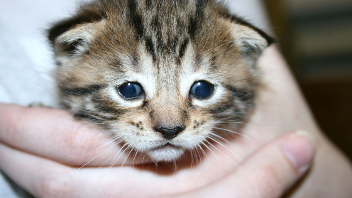 Odd Breeds of Cats: Discover Unique Feline Wonders