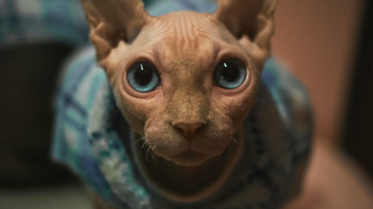 Odd Cat Breeds: Unveiling the Most Unique Feline Wonders