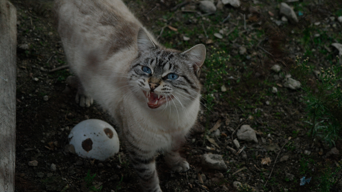 Cat on Heat Behaviour: Understanding Signs and Effective Solutions