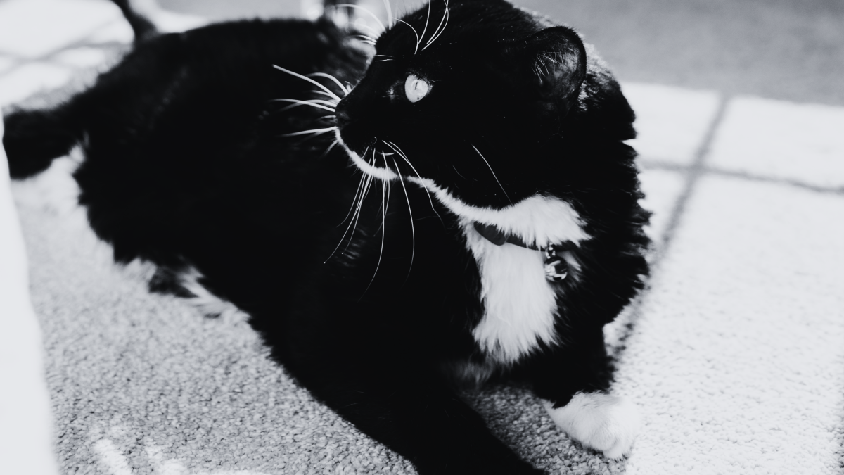 How Do I Know If My Cat Died Peacefully: Signs & Comfort