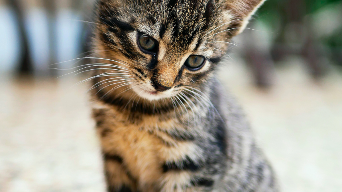 How Do You Train a Cat to Sit: Expert Tips Revealed