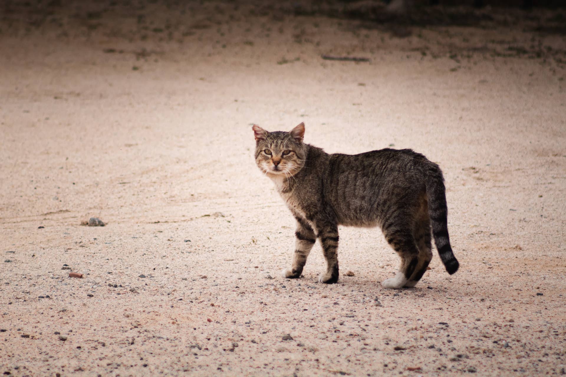 How to Care for a Feral Cat in the Winter: Essential Survival Tips