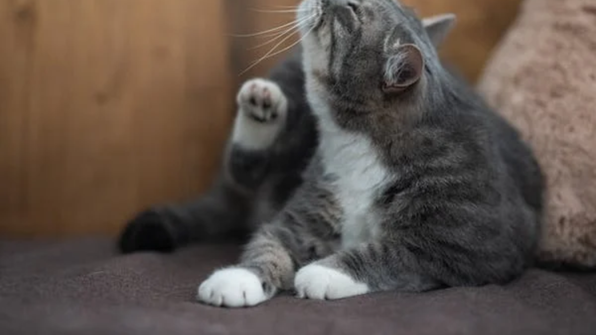 Why Do Cat Scratches Itch: Causes, Symptoms & Quick Relief Tips