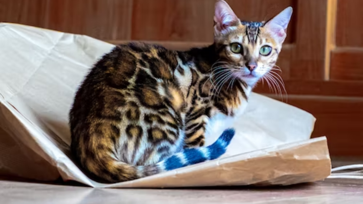 How Much Do Bengal Cats Cost: Ultimate Price Guide 2025